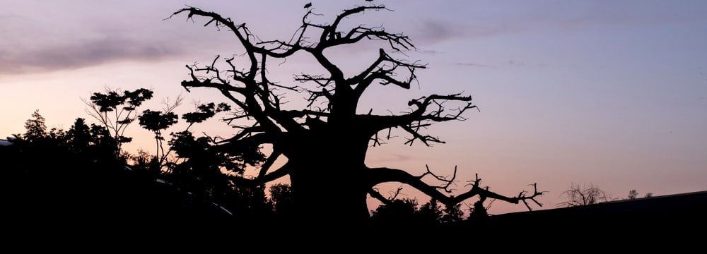 Abendstimmung in der Lewa Savanne des Zoo Zürich.