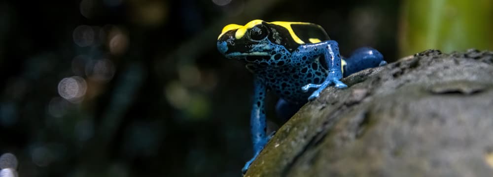 Foto: zoo Zürich, Manuela Schläpfer Färberfrosch im Zoo Zürich