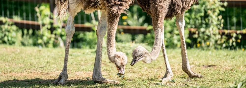 Strausse in der Lewa Savanne im Zoo Zürich.