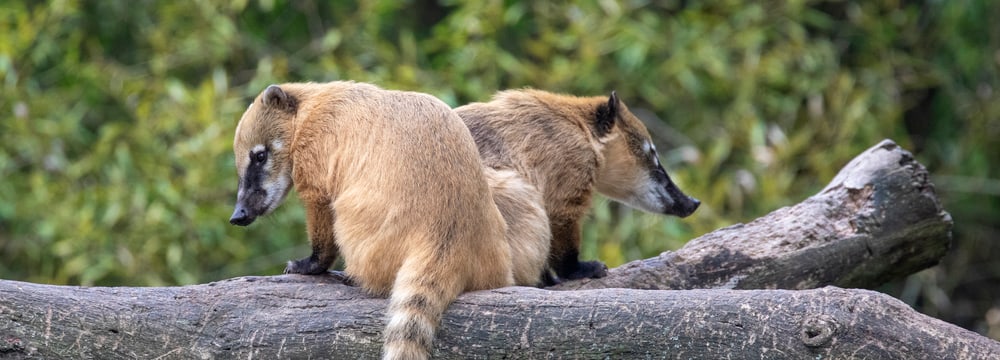 Zwei Nasenbären im Sangay Bergnebelwald des Zoo Zürich.