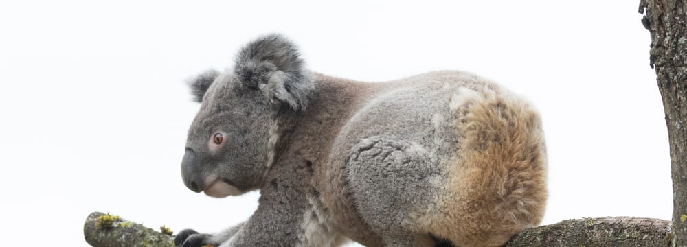Foto: Zoo Zürich, Enzo Franchini Koala im Zoo Zürich.