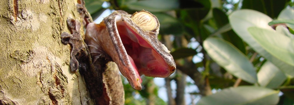 Plattschwanzgecko im Masoala Regenwald