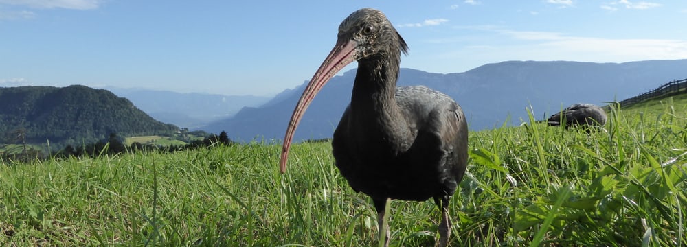 Bild: AG Schmalstieg | Copyright Waldrappteam, LIFE Northern Bald Ibis Juveniler Waldrapp des Waldrappteamprojekts.