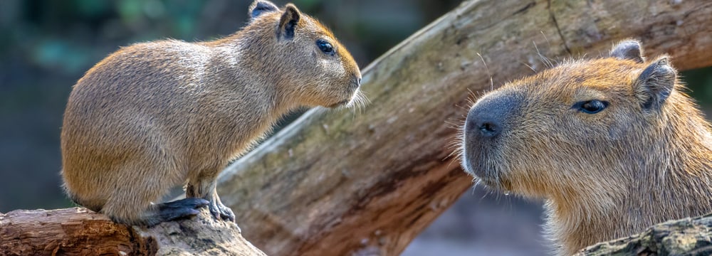 Capybaras im Zoo Zürich