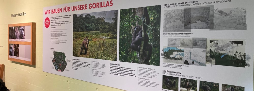 Infotafel zum Bauprojekt Kongo, die im Menschenaffenhaus des Zoo Zürich hängt.