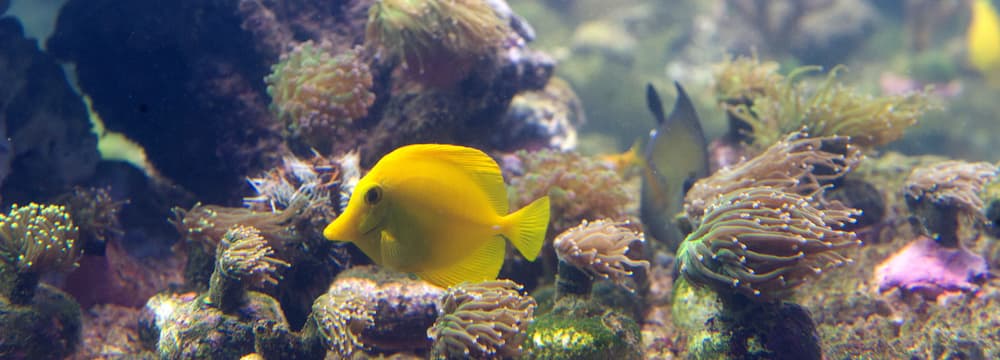 Bild: Zoo Zürich, Jean-Luc Grossmann Zitronenflossen-Doktorfisch