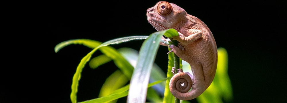 Junges Chamäleon im Masoala Regenwald.