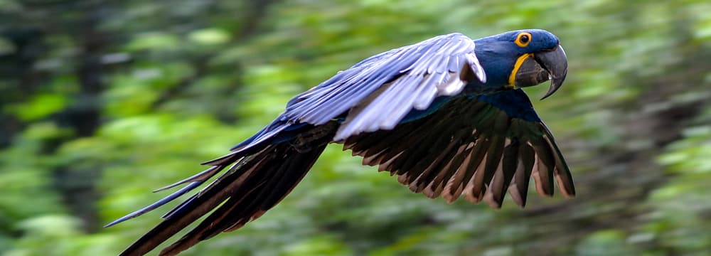 One of the new animal species in the Pantanal: the hyacinth macaw.