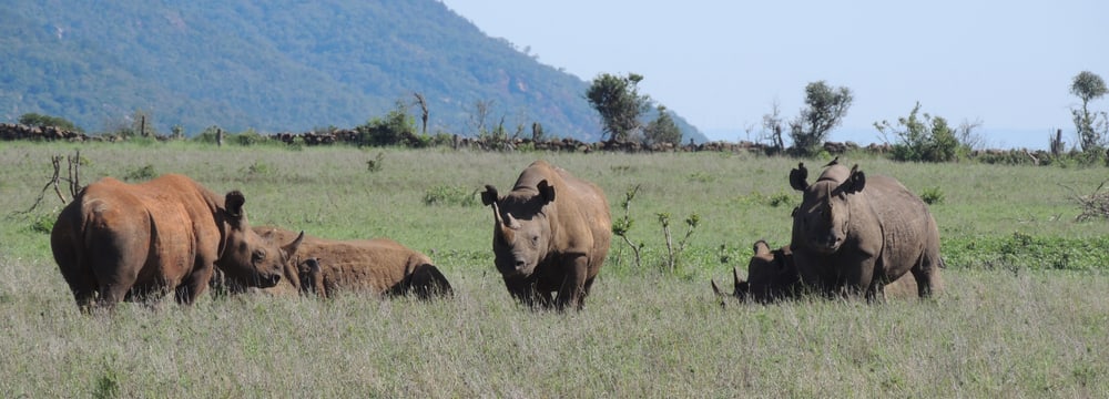 Foto: Lewa Wildlife Conservancy, Sam Taylor Spitzmaulnashörner im Lewa Wildlife Conservancy in Kenia.