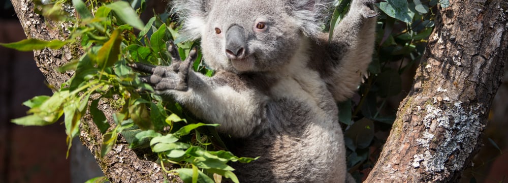 Koala in the Australia enclosure at Zurich Zoo.