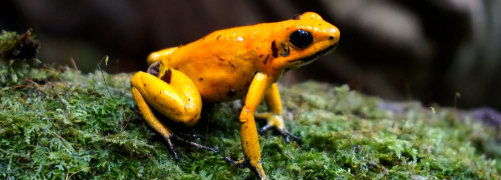 Foto: Frogs and Friends, Björn Encke Phyllobates terribilis.