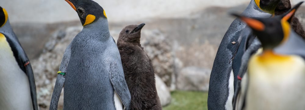 Köningspinguine mit Jungtier im Zoo Zürich.