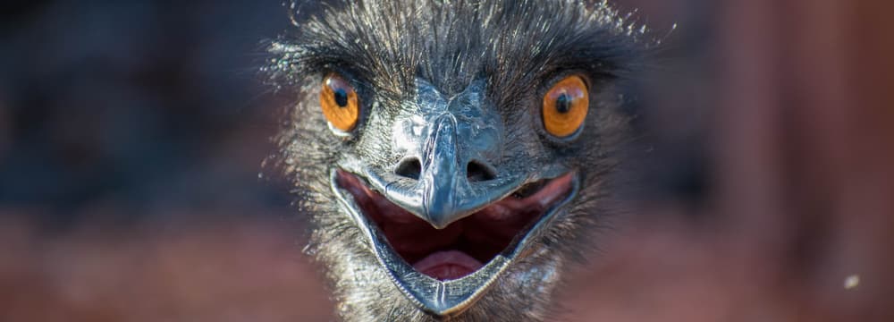 Foto: Zoo Zürich, Stefan Kühni Emu im Zoo Zürich