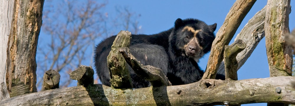 Brillenbär im Zoo Zürich.