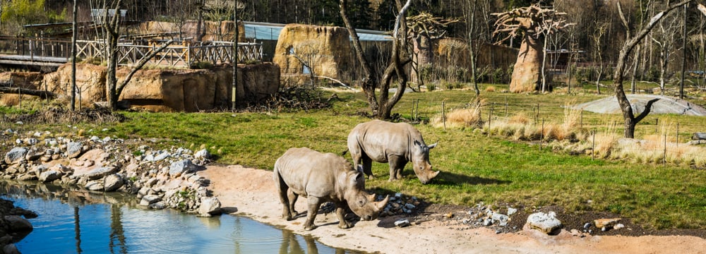 Breitmaulnashörner am Wasserloch in der Lewa Savanne im Zoo Zürich.