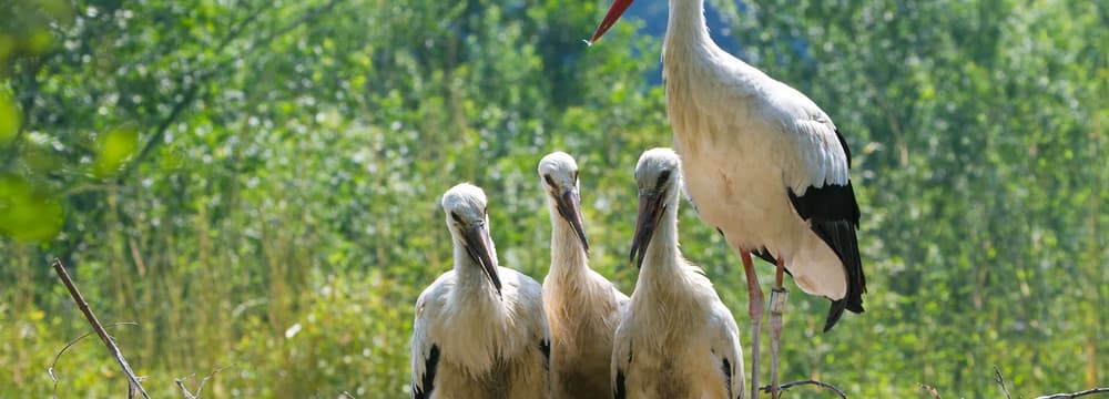 Europäischer Weissstorch mit Jungtieren im Zoo Zürich.