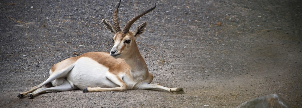 Foto: Zoo Zürich, Enzo Franchini Persische Kropfgazelle im Zoo Zürich.