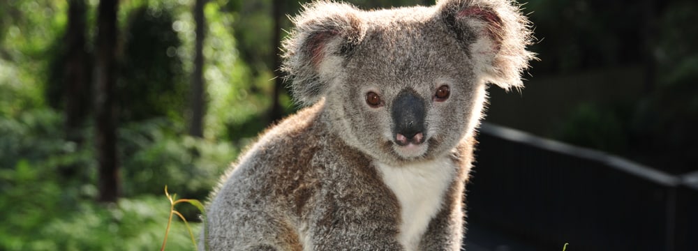 Foto: Australian Reptile Park Koala.