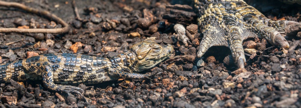 Foto: Zoo Zürich, Enzo Franchini Junger Breitschnauzenkaiman neben Erwachsenentier im Zoo Zürich.