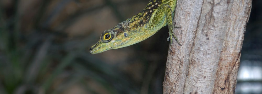Foto: Zoo Zürich, Samuel Furrer Martinique-Anolis im Zoo Zürich.
