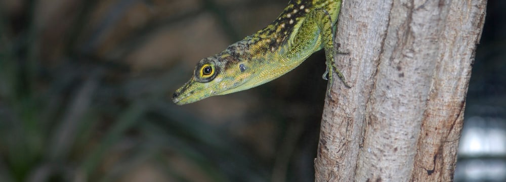 Martinique-Anolis im Zoo Zürich.