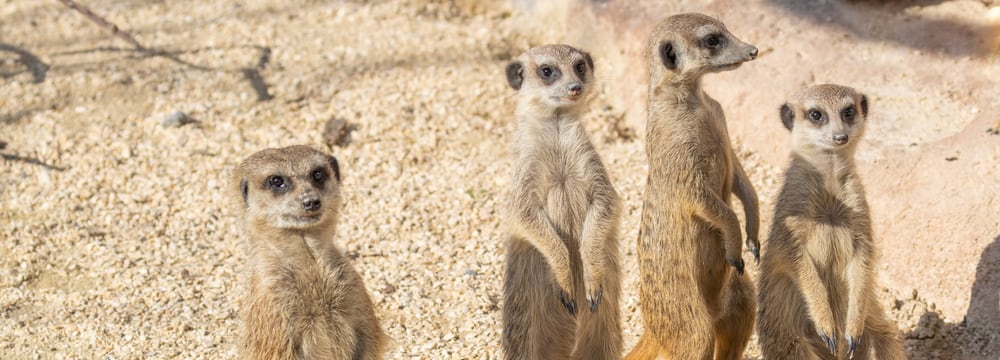 Foto: Zoo Zürich, Albert Schmidmeister Erdmännchen in der Lewa Savanne des Zoo Zürich