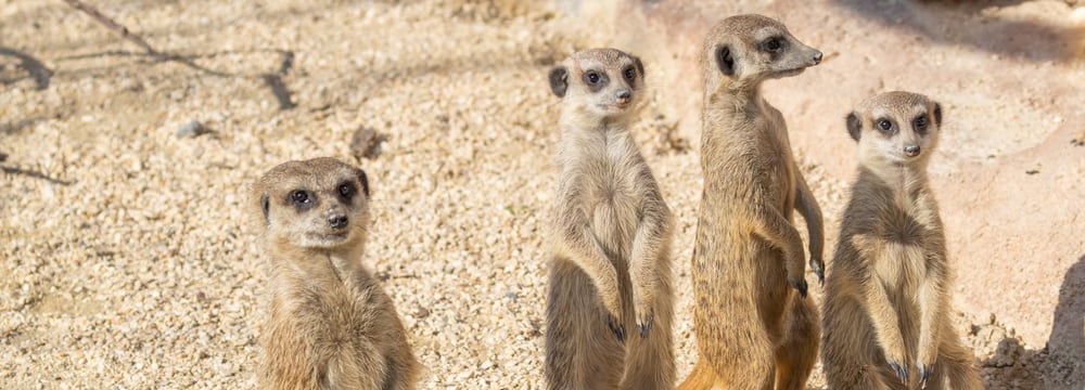 Erdmännchen in der Lewa Savanne des Zoo Zürich