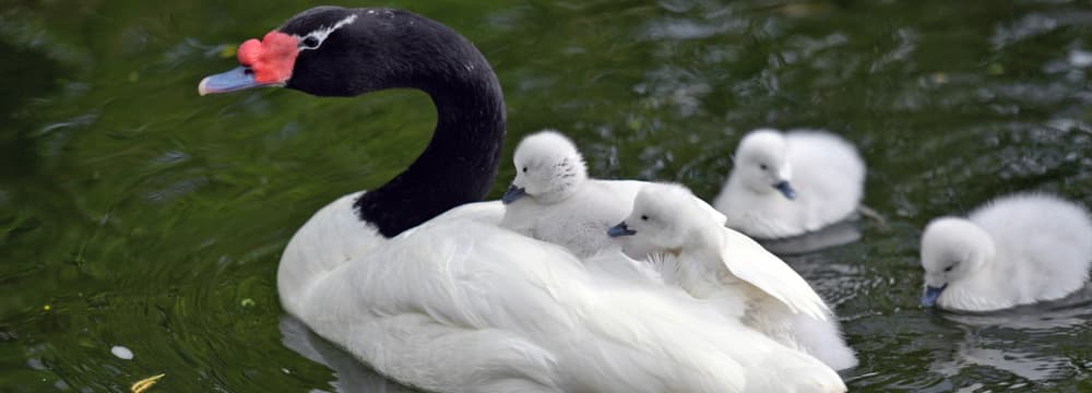 Foto: Zoo Zürich, Samuel Furrer Schwarzhalsschwan mit Küken im Pantanal des Zoo Zürich.