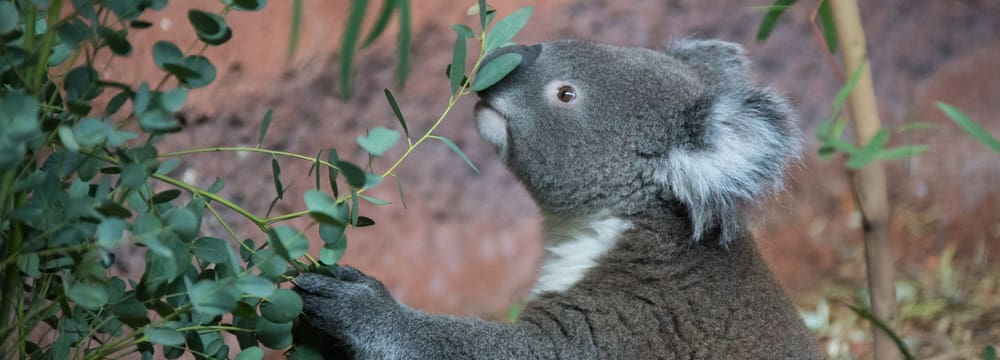 Koala in der Australienanlage im Zoo Zürich.