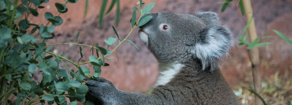 Foto: Zoo Zürich, Rita Schlegel Koala in der Australienanlage im Zoo Zürich.