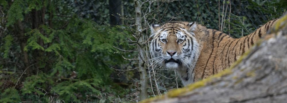 Foto: Zoo Zürich, Enzo Franchini Amurtiger Zeya im Zoo Zürich.