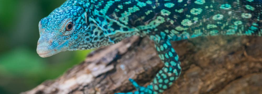 Foto: Zoo Zürich, Corinne Invernizzi Blauer Baumwaran im Zoo Zürich.