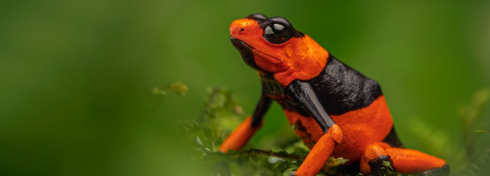 Foto: WCS Colombia Lehmanns Baumsteiger (Oophaga lehmanni); erste Auswilderung von 29 Tieren aus der Zuchtstation Calì Zoo; erste Amphibien-Auswilderung in Kolumbien.