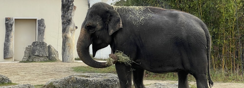 Elefant Panang im Münchener Tierpark Hellabrunn