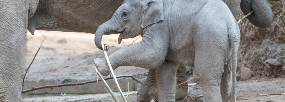 Asiatischer Elefant Ruwani im Kaeng Krachan Elefantenpark im Zoo Zürich.