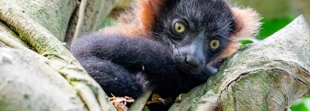 Junger Roter Vari im Masoala Regenwald im Zoo Zürich.