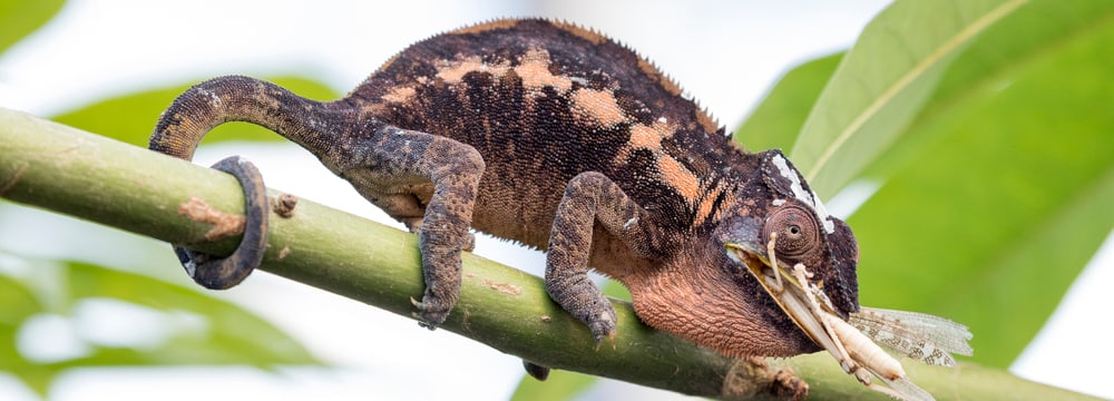 Weibliches Pantherchamäleon beim Fressen im Masoala Regenwald des Zoo Zürich.