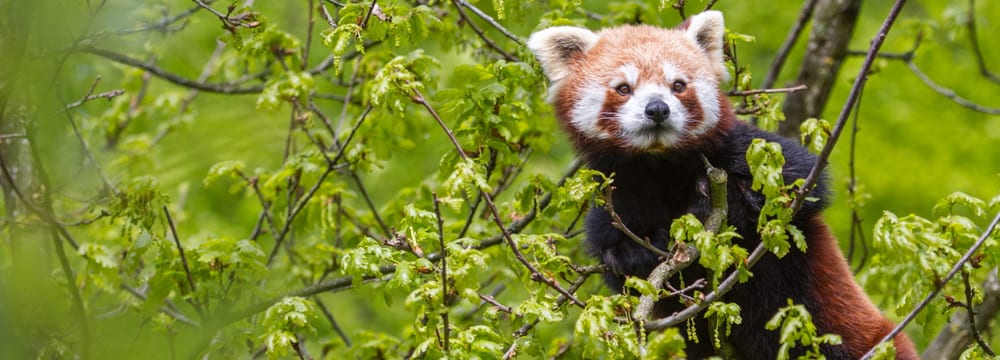 Photo: Zurich Zoo, Enzo Franchini Little Panda at Zurich Zoo