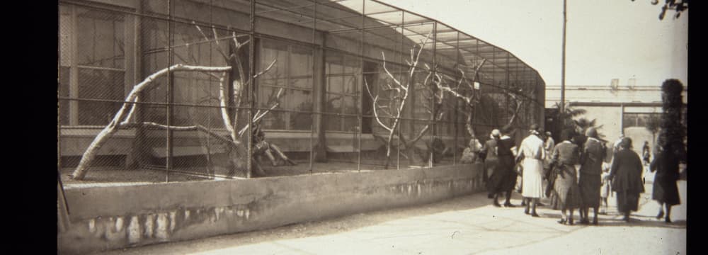 Historische Aufnahme Zoo Zürich