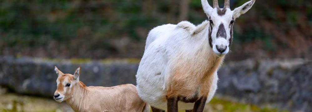 Arabische Oryx mit Jungtier im Zoo Zürich.