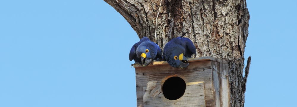 Instituto Arara Azul; in cooperation with WCS Brazil; Hyacinth Macaw pair on nest box.