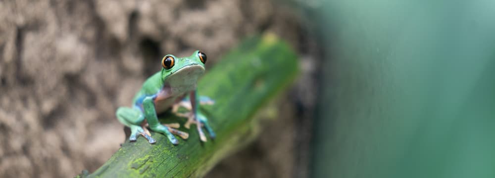 Orangeaugen-Laubfrosch im Zoo Zürich