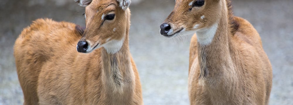 Foto: Zoo Zürich, Enzo Franchini Nilgauantilopen im Zoo Zürich.