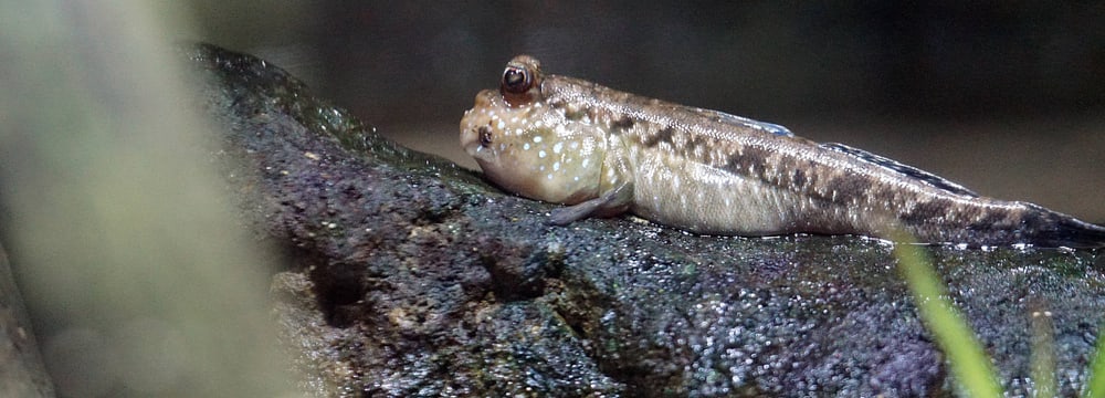 Atlantischer Schlammspringer im Zoo Zürich