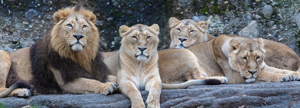 Foto: Zoo Zürich, Enzo Franchini Indische Löwen im Zoo Zürich