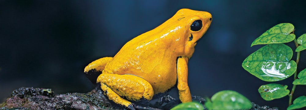 Goldener Pfeilgiftfrosch im Zoo Zürich