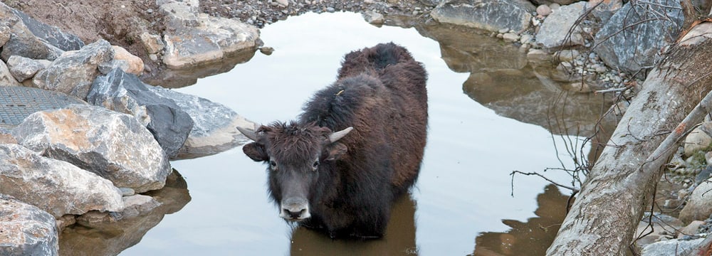 Foto: Zoo Zürich, Peter Bolliger Hausyak in der Mongolischen Steppe im Zoo Zürich