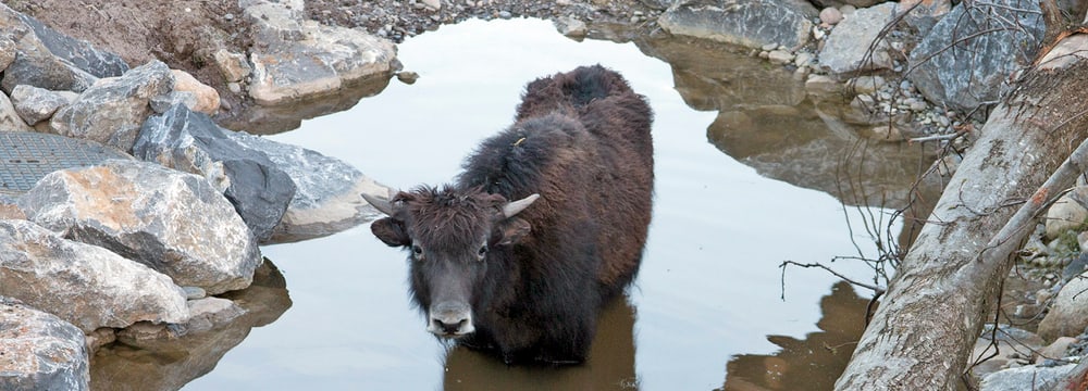 Hausyak in der Mongolischen Steppe im Zoo Zürich