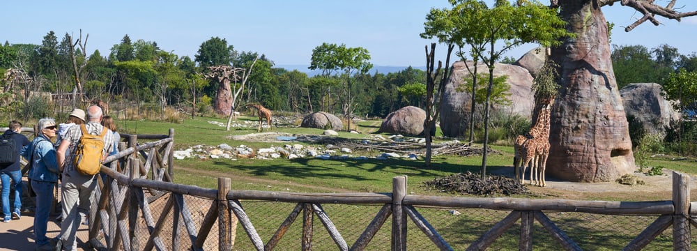 Lewa Savanne im Zoo Zürich, Blick auf Netzgiraffen und Baobab.