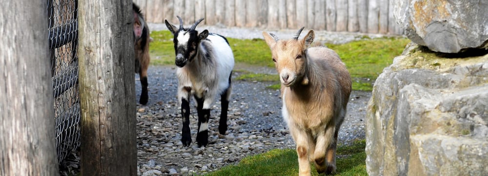 Foto: Zoo Zürich, Dirk Loddenkemper Afrikanische Zwergziegen im Zoolino des Zoo Zürich.